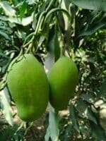 আম্রপালি (Amrapali) – Chapainawabganj Sweet‐Jewel Mango