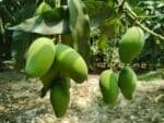 আম্রপালি (Amrapali) – Chapainawabganj Sweet‐Jewel Mango