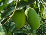 আম্রপালি (Amrapali) – Chapainawabganj Sweet‐Jewel Mango