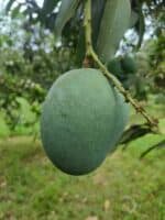 হিমসাগর আম (Himsagar Mango)