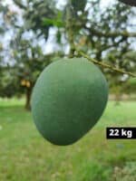 হিমসাগর আম (Himsagar Mango)